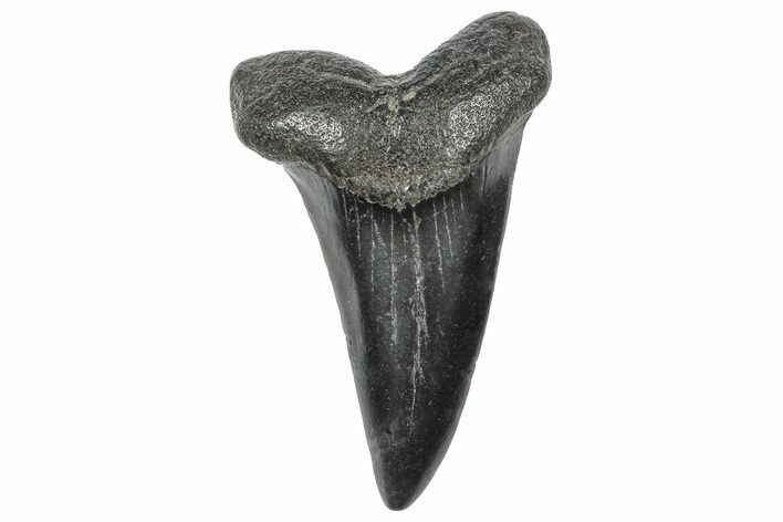 Fossil White Shark Tooth - South Carolina #364409